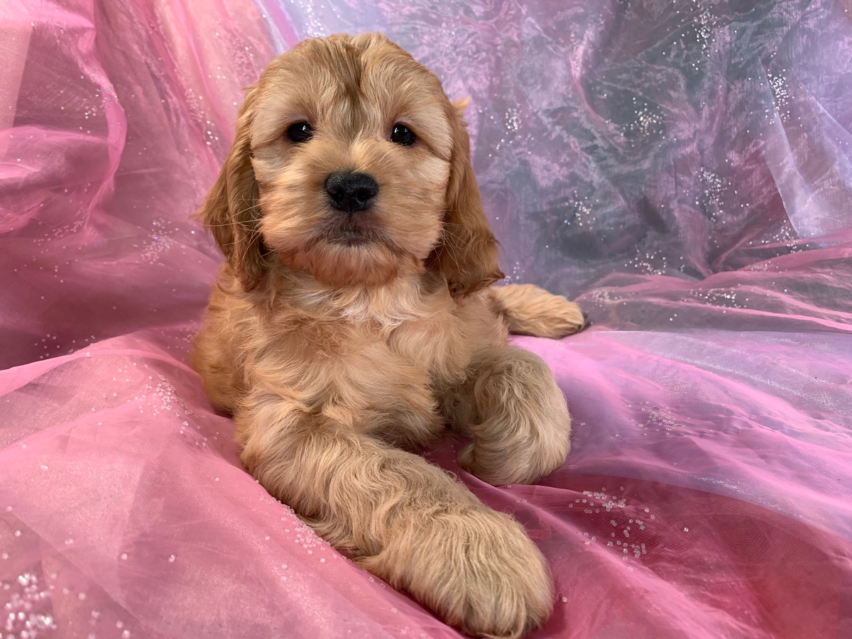 Male Cockapoo Puppy for Sale, DOB 1-23-2022